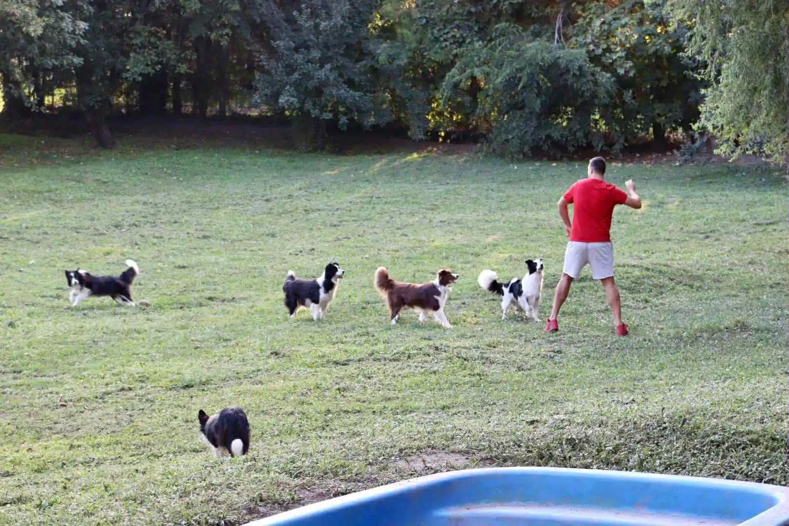 Kutya panzió galéria