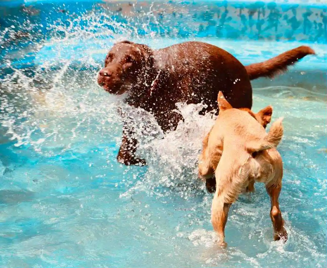 Kutya panzió galéria