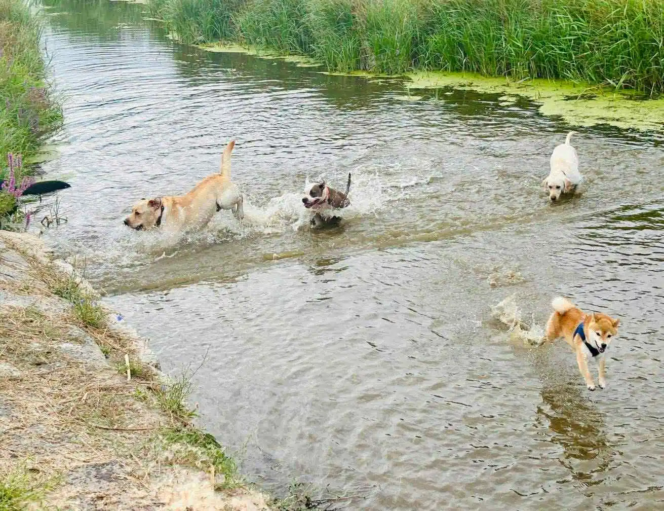 Kutya panzió galéria
