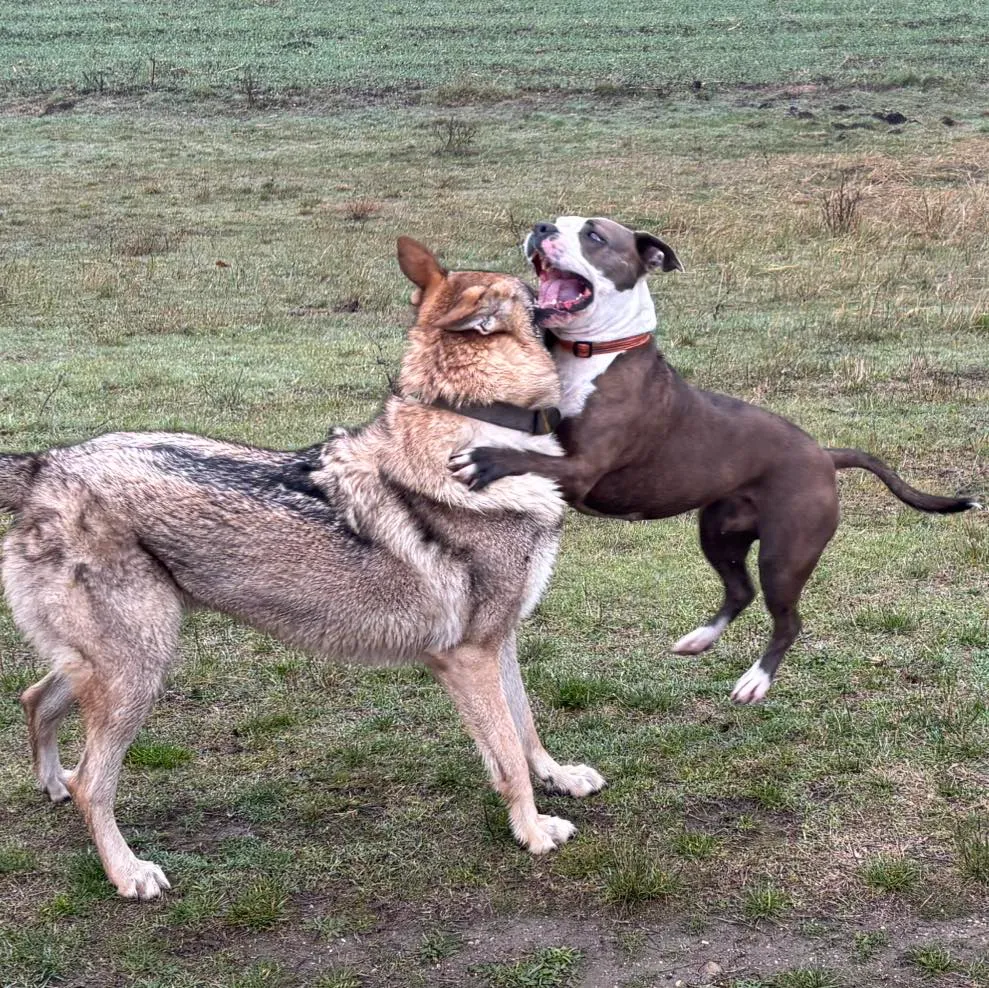 Kutyák aktív napja