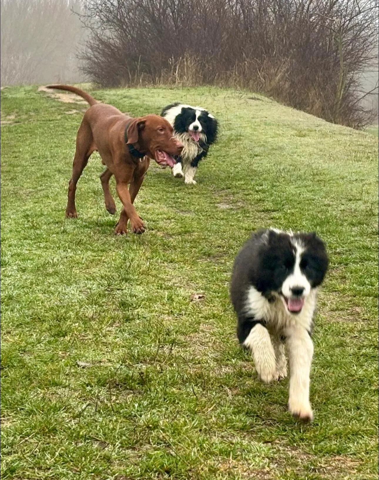 Kutyák aktív napja