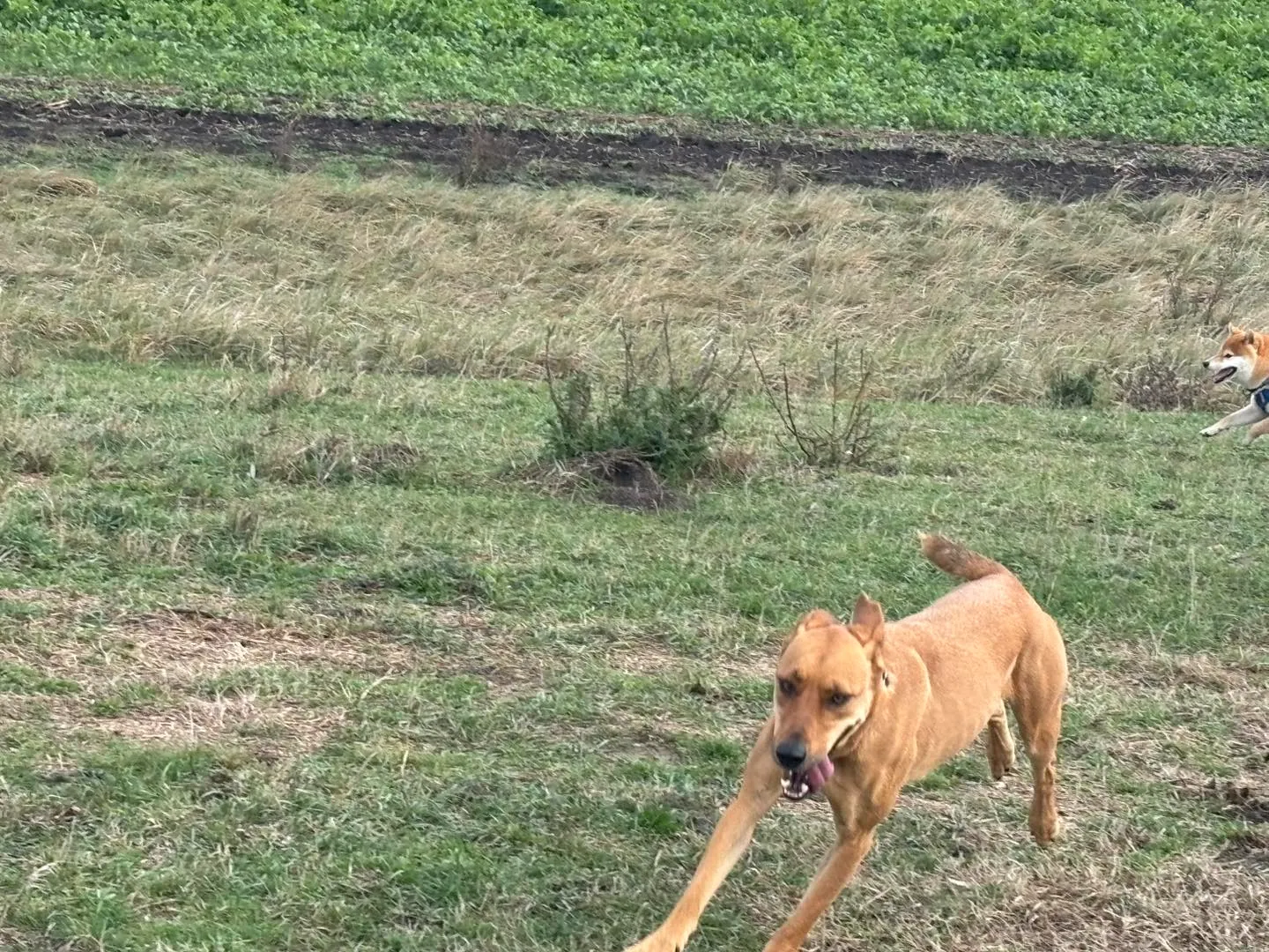 Kutya boldogan szórakozik